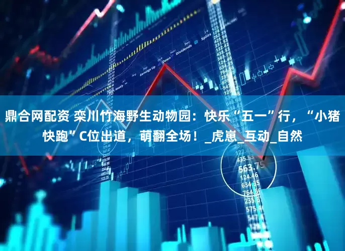 鼎合网配资 栾川竹海野生动物园：快乐“五一”行，“小猪快跑”C位出道，萌翻全场！_虎崽_互动_自然